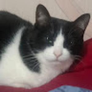 Raul Taveras martinez